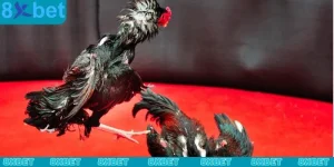 Cách chơi đá gà online