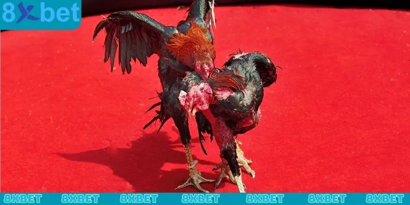 Cách chơi đá gà online, phân tích và đặt cược cực chuẩn