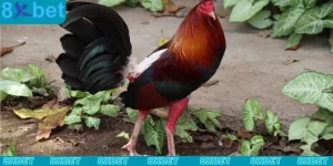 Cách đúc gà chọi nhiều trống