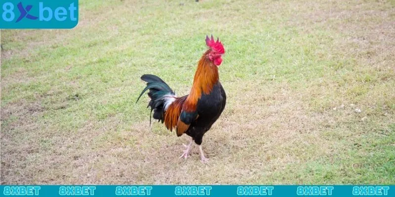 Hướng dẫn cách nạp carbo cho gà đá cho từng giai đoạn phát triển