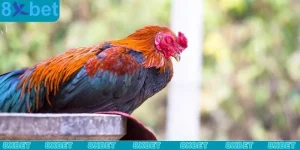 Cách nạp carbo cho gà đá